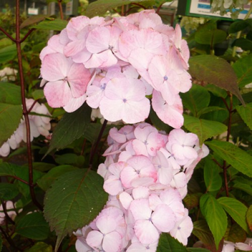 Hydrangea macrophylla Bouquet Rose | ScotPlants Direct
